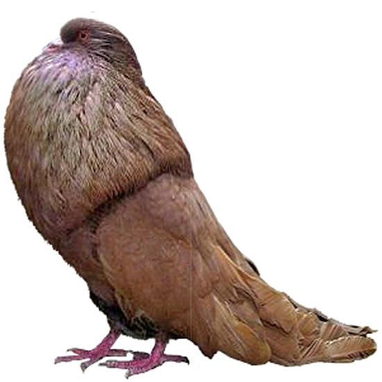 Old German Cropper Pigeon